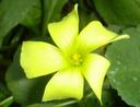 A beautiful flower.